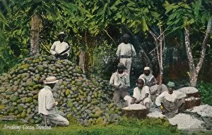 Breaking Cocoa, Trinidad, early 20th century. Creator: Unknown