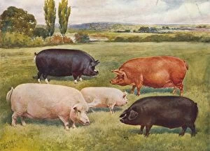 Animals & Pets Collection: Breeds of pigs, c1902 (c1910). Artist: Frank Babbage