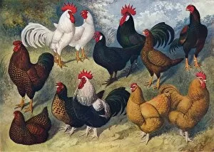 Rooster Gallery: Breeds of poultry, c1903 (c1910). Artist: AF Lydon