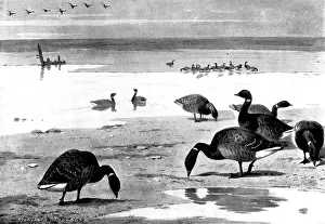 Goose Prints: Brent Geese on the Coast, 1898. Creator: Unknown
