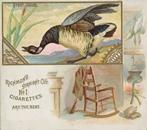 Images Dated 8th December 2020: Brent Goose, from the Game Birds series (N40) for Allen & Ginter Cigarettes, 1888-90