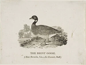 Woodcutwoodcut On Ivory Wove Paper Collection: Brent Goose, n.d. Creator: Thomas Bewick