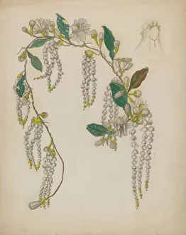 Tallman Verna Prints: Bridal Wreath, 1935 / 1942. Creator: Verna Tallman
