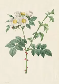 Henry Joseph Redoutefrench Gallery: Brier Bush Rose or Dog Rose (Rosa Leucantha), 1817-1824. Creator: Henry Joseph Redouté