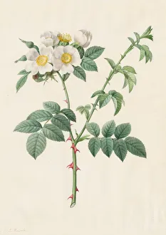 Henry Joseph Redouté Gallery: Brier Bush Rose or Dog Rose (Rosa Leucantha), 1817-1824. Creator: Henry Joseph Redouté