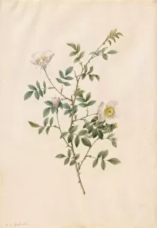 Henry Joseph Redoutefrench Gallery: Brier Bush Rose or Dog Rose (Rosa Sepium Rosea), 1817-1824. Creator: Henry Joseph Redouté