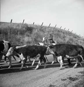 Bringing cattle in from the range, Contra Costa County, California, 1938. Creator: Dorothea Lange