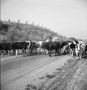 Cowboy Prints: Bringing cattle in from the range