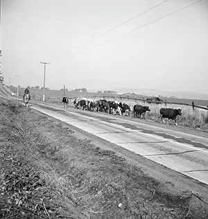 Cowboy Prints: Bringing cattle in from the range