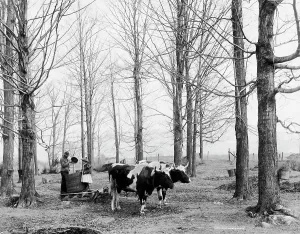 Maple Tree Prints: Bringing in the sap in a maple sugar camp, between 1900 and 1906. Creator: Unknown