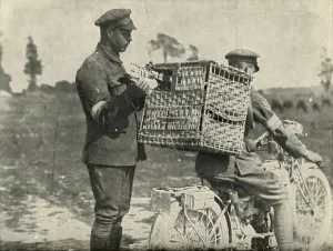 Pigeons Prints: British Army Carrier Pigeons in France, (1919). Creator: Unknown