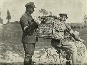 Carrier Pigeon Gallery: British Army Carrier Pigeons in France, (1919). Creator: Unknown