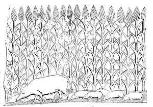 Piglet Prints: The British Museum - Nineveh Sculptures: Sow and Pigs in the Wadi L'Kasab