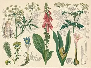 Poison Gallery: British Poisonous Plants, mid-late 19th century. Creator: Cassell & Co