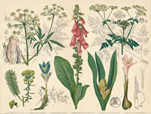 Common Hemlock Gallery: British Poisonous Plants, mid-late 19th century. Creator: Cassell & Co