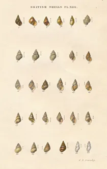British Shells, c1859. Creator: George Brettingham Sowerby
