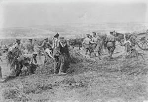 Collecting Prints: British soldiers feed horses, Apr 1917. Creator: Bain News Service