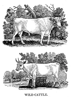 Oxen Prints: British Wild or Park Cattle, 1790. Artist: Thomas Bewick