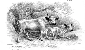 British wild or park cattle. Artist: William Jardine