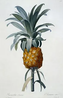 Edible Prints: Bromelia Ananas