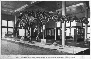 Brontosaurus skeleton, American Museum of Natural History, New York, USA, early 20th century(?)