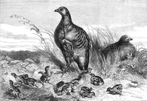 Climate Prints: A brood of partridges, 1869. Creator: Unknown