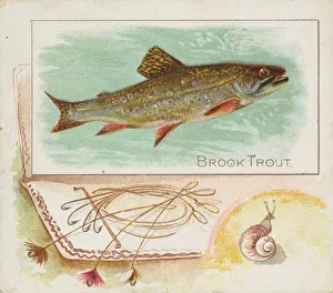Aquatic Prints: Brook Trout, from Fish from American Waters series (N39) for Allen &amp