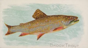 Brook Trout, from the Fish from American Waters series (N8) for Allen &