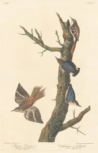 Nut Hatch Prints: Brown Creeper and Californian Nuthatch, 1838. Creator: Robert Havell