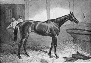 Stable Hand Prints: Brown Duchess, 19th century, (1911)