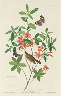 Brown-headed Worm-eating Warbler, 1834. Creator: Robert Havell Brown-headed Worm-eating Warbler, 1834. Creator: Robert Havell