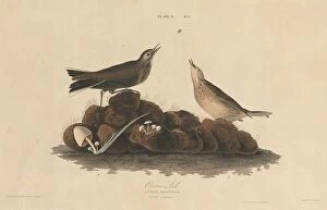 Sound Gallery: Brown Lark, 1827 / 1830. Creator: William Home Lizars