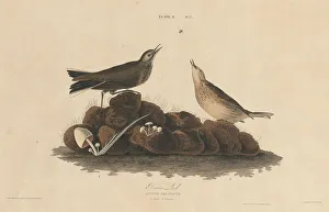 Birdsong Prints: Brown Lark, 1827 / 1830. Creator: William Home Lizars