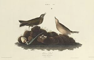Sound Gallery: Brown Lark, 1827. Creator: William Home Lizars