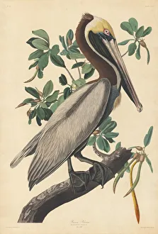 Pelican Prints: Brown Pelican, 1835. Creator: Robert Havell