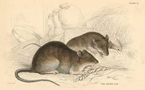 Macgillivray Prints: Brown rat (Rattus rattus), 1828