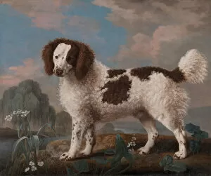 Academic Collection: Brown and White Norfolk or Water Spaniel, 1778. Creator: George Stubbs