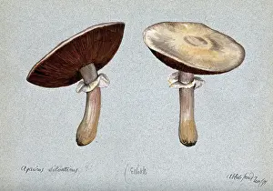 Edible Prints: Brown wood mushrooms (Agaricus silvaticus): two fruiting bodies, 1891. Creator: Unknown