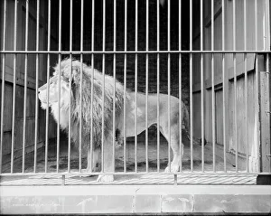 Caged Prints: Brutus in the zoo, c1907. Creator: Unknown