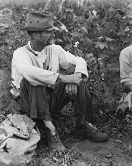 Shoelaces Prints: Bud Fields in his cotton patch, Hale County, Alabama, 1936. Creator: Walker Evans
