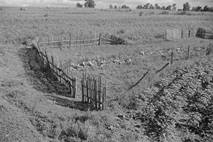Vegetable Garden Prints: Bud Fields garden, Hale County, Alabama, 1936. Creator: Walker Evans