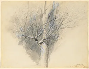 And Graphite Prints: Budding Sycamore, c. 1876. Creator: John Ruskin (British, 1819-1900)