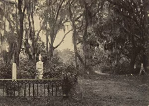Tillandsia Usneoides Gallery: Buen-Ventura, Savanah, Georgia, 1860s. Creator: George N. Barnard