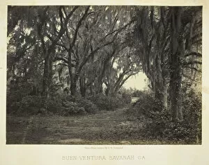 Moss Gallery: Buen-Ventura Savannah, Ga. 1866. Creator: George N. Barnard