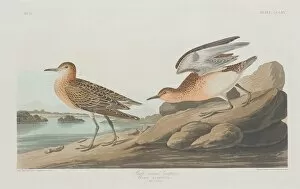 Wading Bird Gallery: Buff-breasted Sandpiper, 1835. Creator: Robert Havell
