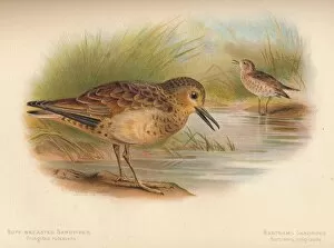 Buff-Breasted Sandpiper (Tringites rufescns), Bartrams Sandpiper (Bartramia longicauda), 1900
