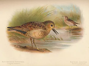 Charles Whymper Gallery: Buff-Breasted Sandpiper (Tringites rufescns), Bartrams Sandpiper (Bartramia longicauda), 1900