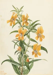 Watercolor On Paper Prints: Buff Monkeyflower (Diplacus longiflorus), 1926. Creator: Mary Vaux Walcott