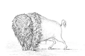 Buffalo, 1841. Artist: Myers and Co