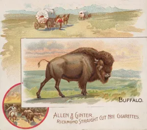 Buffalo Prints: Buffalo, from Quadrupeds series (N41) for Allen & Ginter Cigarettes, 1890